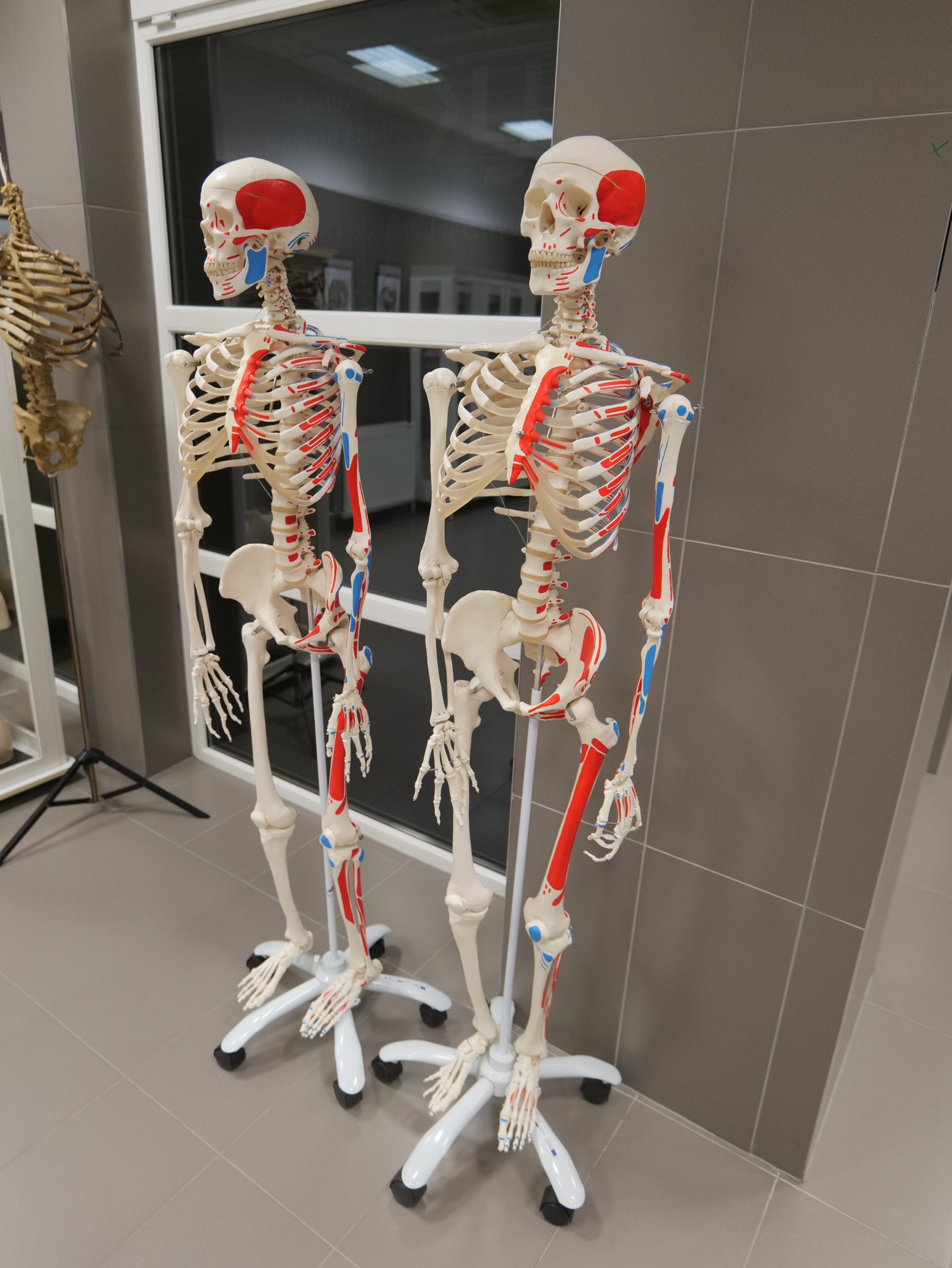 Dwa pełnowymiarowe modele szkieletu człowieka ustawione są na mobilnych stojakach w sali dydaktycznej lub laboratorium anatomii. Na kościach zaznaczono kolorowe oznaczenia przedstawiające miejsca przyczepów mięśni oraz istotne struktury anatomiczne. Modele wykorzystywane są podczas zajęć do nauki budowy układu kostnego i narządu ruchu.