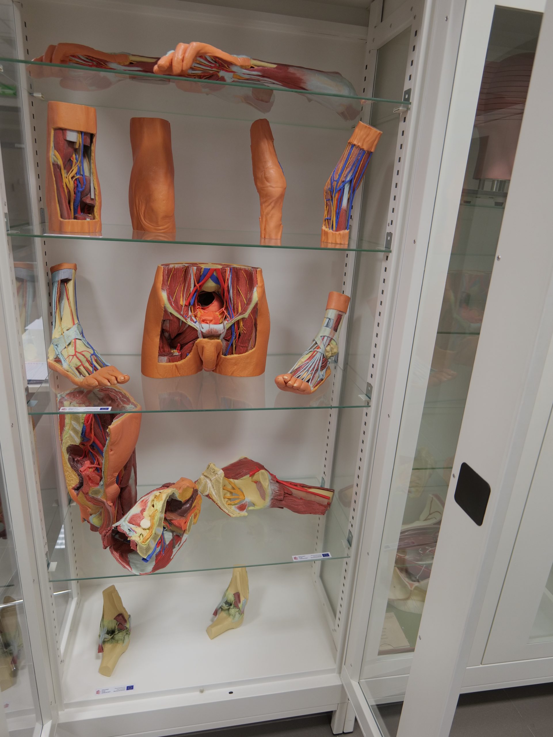 Gablotę dydaktyczną wypełniają modele anatomiczne przedstawiające budowę kończyn górnych i dolnych człowieka. Widoczne są szczegółowo odwzorowane mięśnie, naczynia krwionośne oraz inne struktury anatomiczne, które pomagają w nauce anatomii. Modele służą jako pomoce dydaktyczne wykorzystywane podczas zajęć praktycznych dla studentów kierunków medycznych i nauk o zdrowiu.