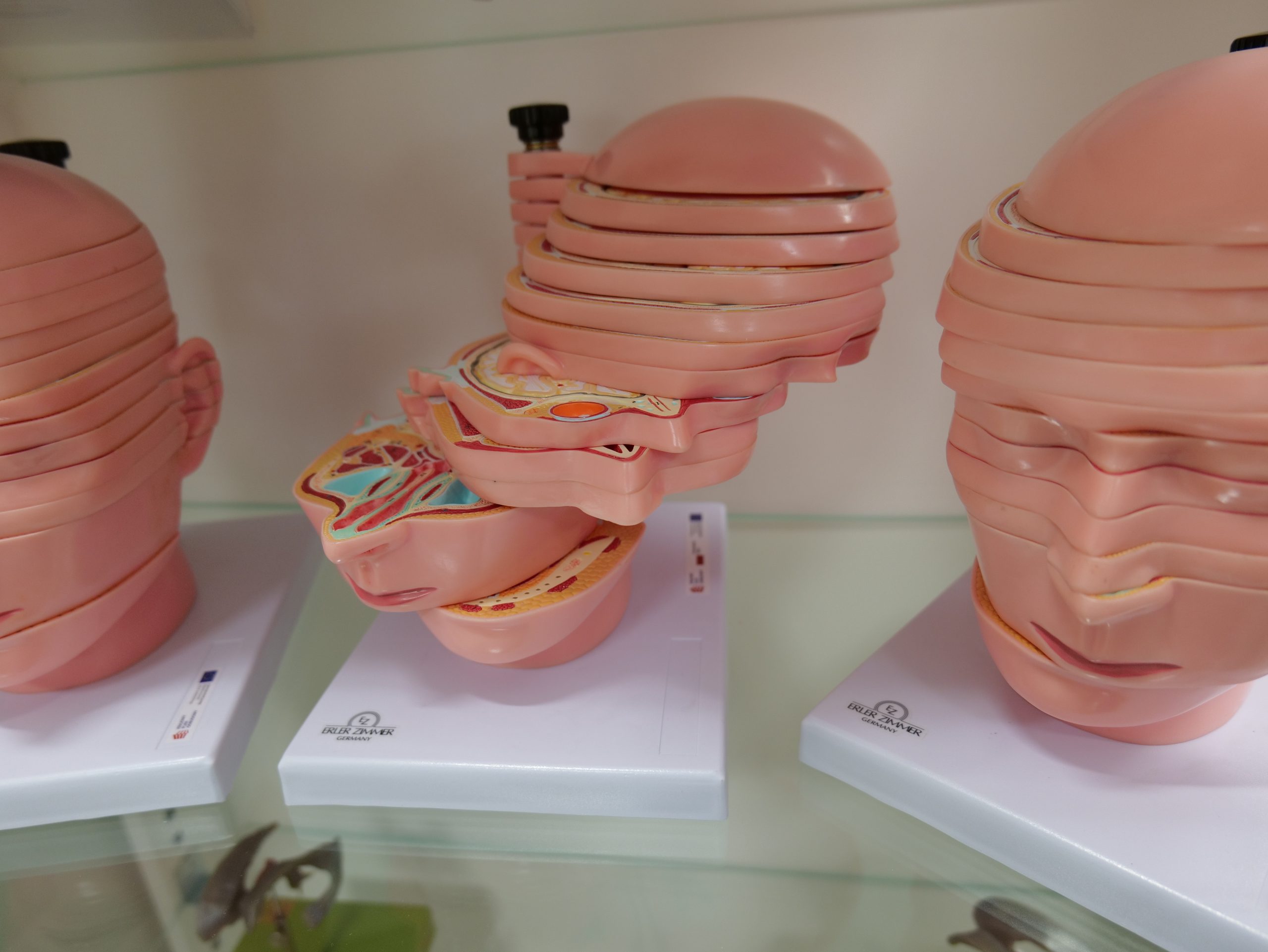 Na półce znajdują się modele anatomiczne głowy człowieka wykorzystywane podczas zajęć dydaktycznych. Przedstawiają one przekroje ukazujące budowę wewnętrzną, w tym elementy układu nerwowego, mięśniowego i innych struktur anatomicznych. Różnorodne kolory pomagają w identyfikacji poszczególnych tkanek i narządów, wspierając naukę anatomii człowieka.
