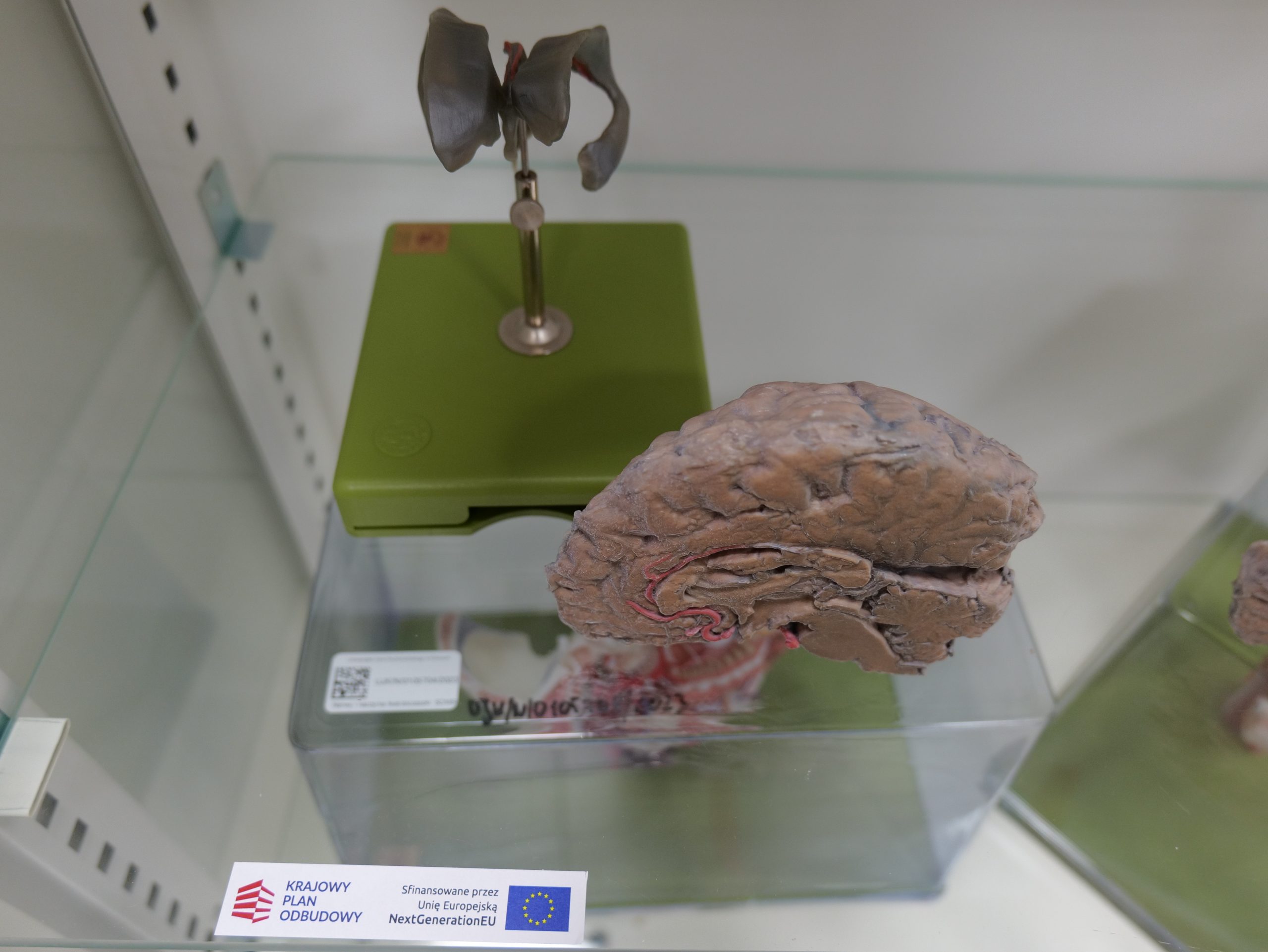 Na półce wyeksponowano modele anatomiczne mózgu wykorzystywane do celów dydaktycznych. Jeden z modeli przedstawia przekrój mózgu z widocznymi strukturami wewnętrznymi, natomiast drugi prezentuje elementy układu nerwowego na podstawie ekspozycyjnej. Pomoce naukowe służą do nauki anatomii oraz prezentacji budowy ośrodkowego układu nerwowego.