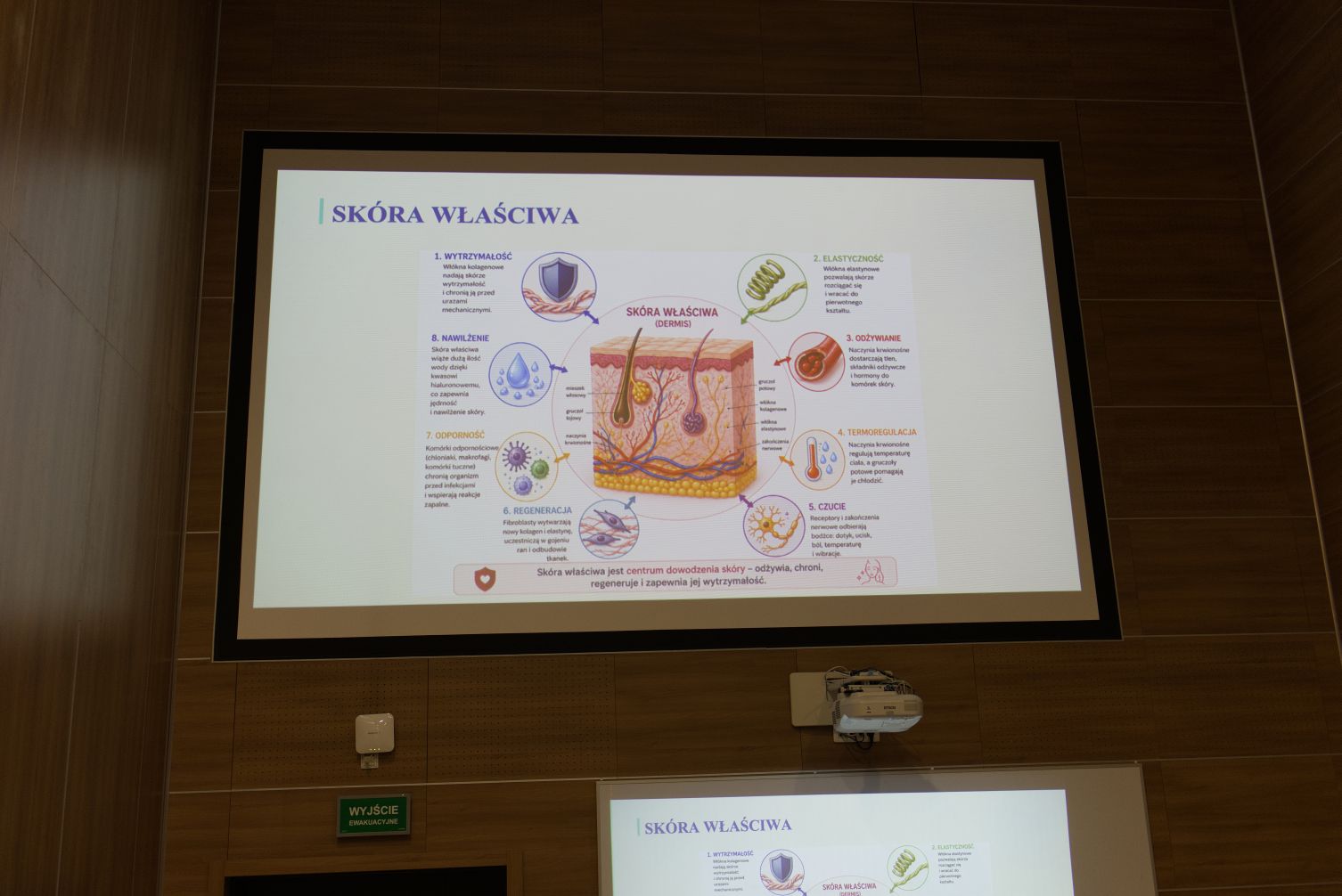 Na ekranie prezentowany jest slajd edukacyjny poświęcony skórze właściwej i jej funkcjom. Centralnym elementem grafiki jest schemat przekroju skóry, uzupełniony opisami dotyczącymi m.in. elastyczności, odżywiania, termoregulacji, czucia, regeneracji oraz ochrony organizmu. Materiał stanowi część wykładu lub szkolenia z zakresu kosmetologii, dermatologii albo nauk o zdrowiu.